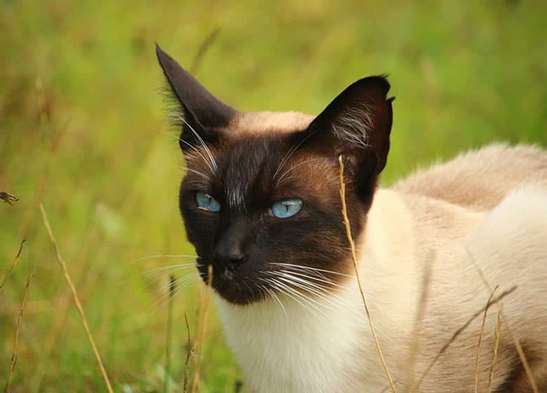 Chat siamois dans l'herbe