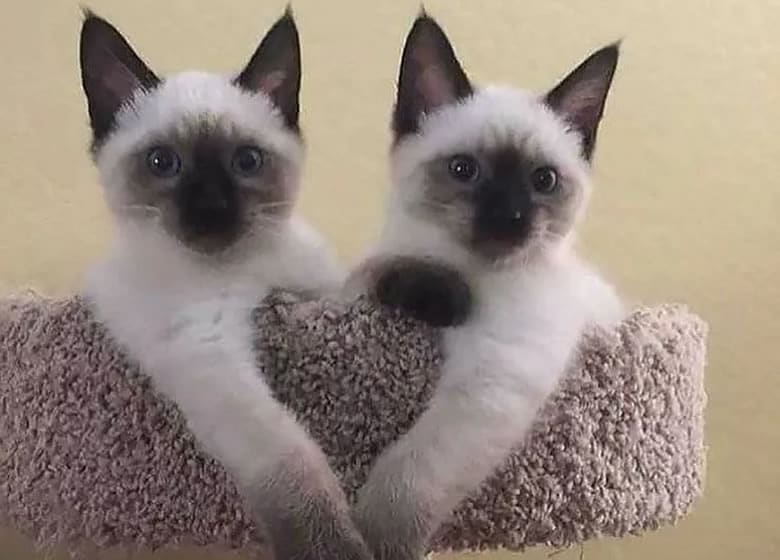 chatons siamois sur un arbre à chat