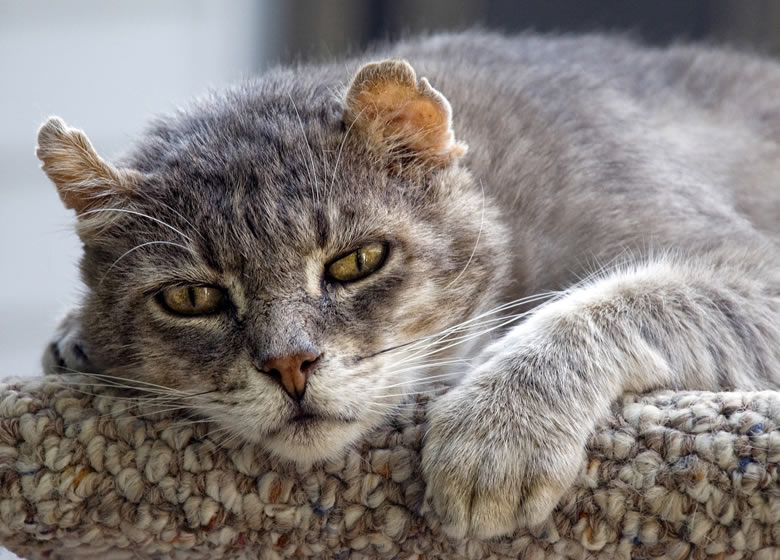 Chat très âgés