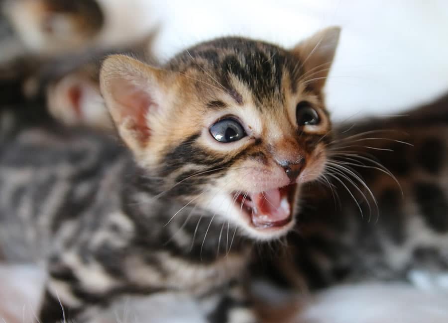 chaton bengal qui miaule