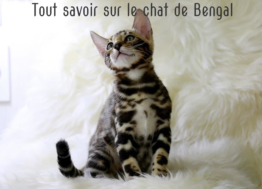 beau chaton bengal