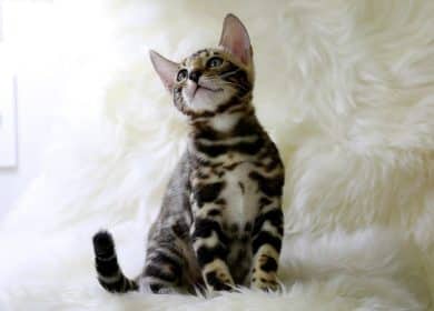 beau chaton bengal