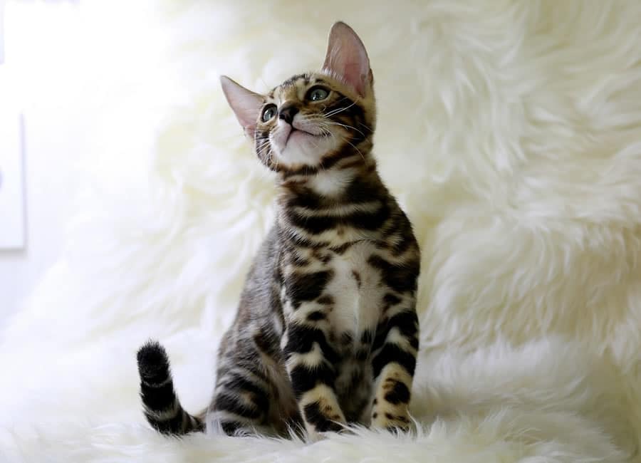 Chat de Bengal Tout savoir Comportement, Apparence, Histoire, Santé, Prix • MonChat.ca