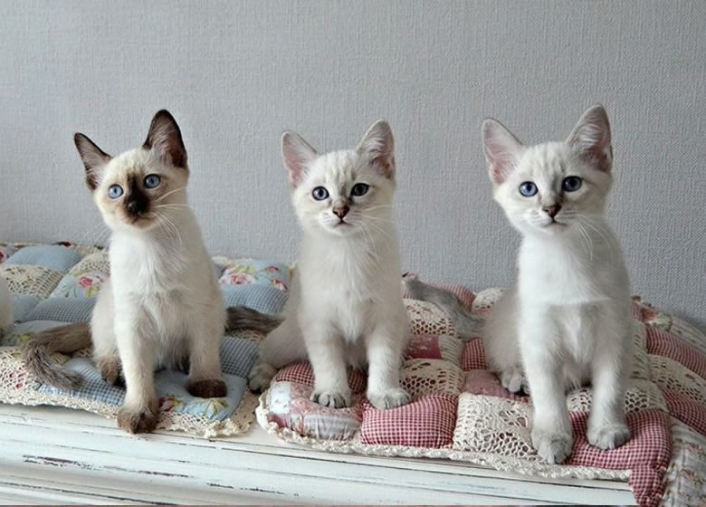 Chatons siamois qui n'ont pas encore leurs couleurs