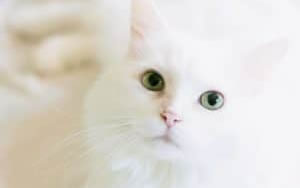 Fonds écran de chats blancs