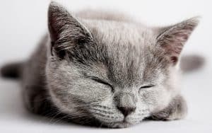 Fond d'écran d'un joli chat gris qui dort