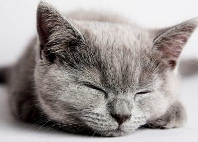 Fond d'écran d'un joli chat gris qui dort