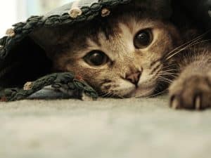 Fond d'écran d'un joli chat sous un tapis