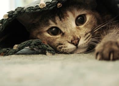 Fond d'écran d'un joli chat sous un tapis