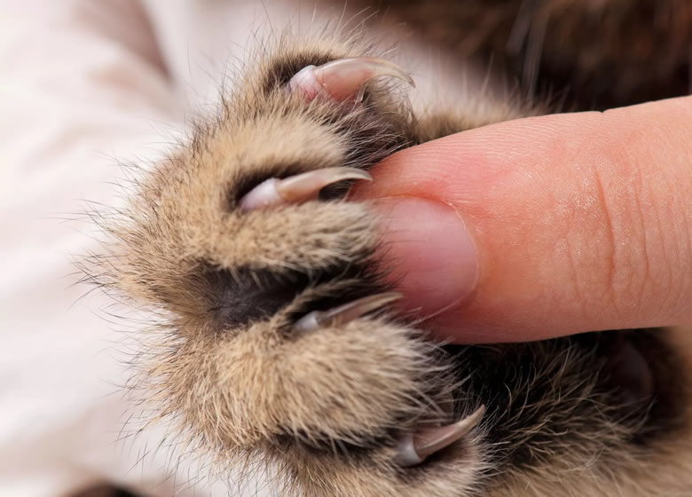 Gros plan sur une patte de chat avec ses griffes