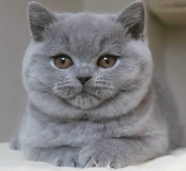 Joli chat british shorthair gris