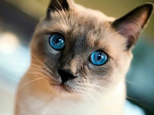 Beau chat siamois avec de magnifiques yeux bleus