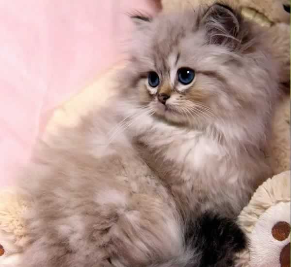 Petit chaton mignon british longhair beige