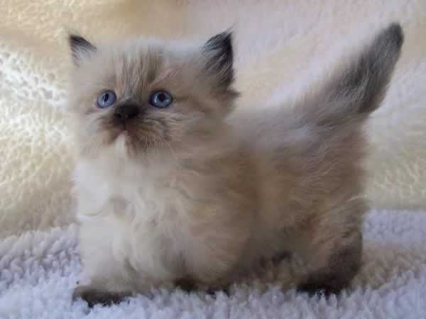 Adorable petit chaton munchkin