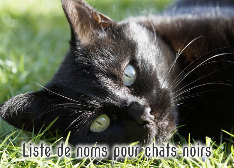 Liste De Noms Pour Chats Noirs Males Et Femelles Monchat Ca