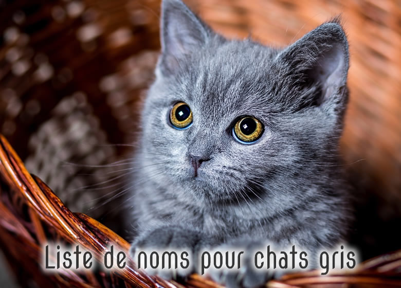 Beau chaton gris aux yeux jaunes dans un panier