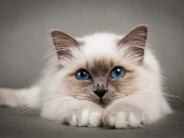 Beau chat ragdoll allongé