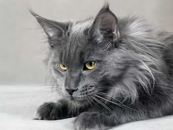 Beau chat Maine Coon gris