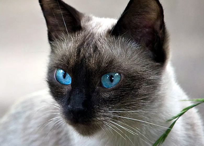 magnifique siamois aux yeux bleus