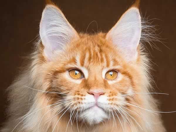 Beau chat Maine Coon "lion"