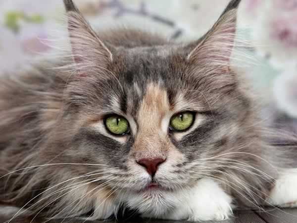 Beau chat Maine Coon yeux verts