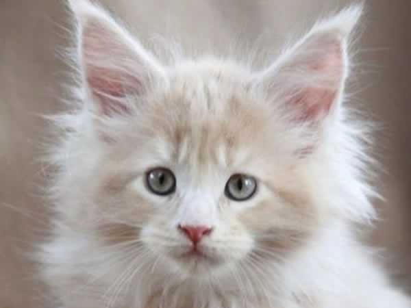 Beau chaton Maine Coon blanc