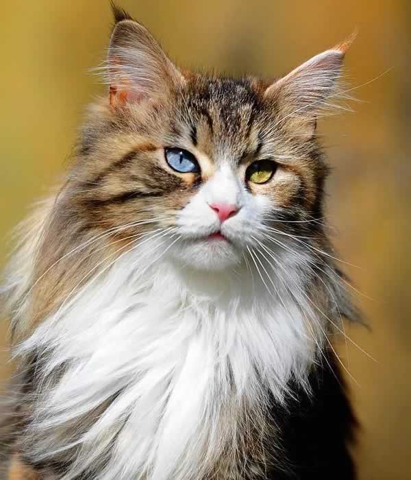 Beau chat Maine Coon un oeil bleu et un oeil jaune