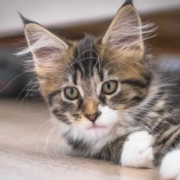 Beau chaton Maine Coon brun et blanc