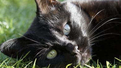 Beau chat noir couché sur l'herbe