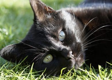 Beau chat noir couché sur l'herbe