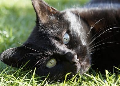 Noms De Chats Noirs Et Blancs Pour Femelles Et Males Monchat Ca