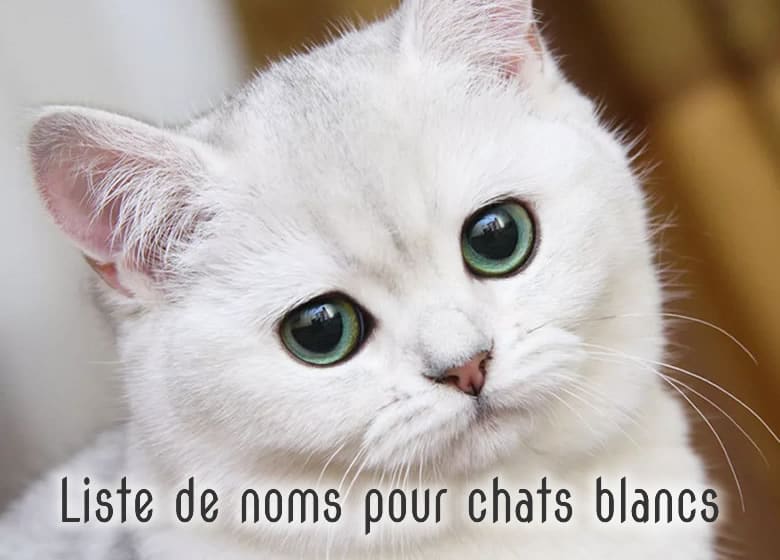 Noms pour chat blanc