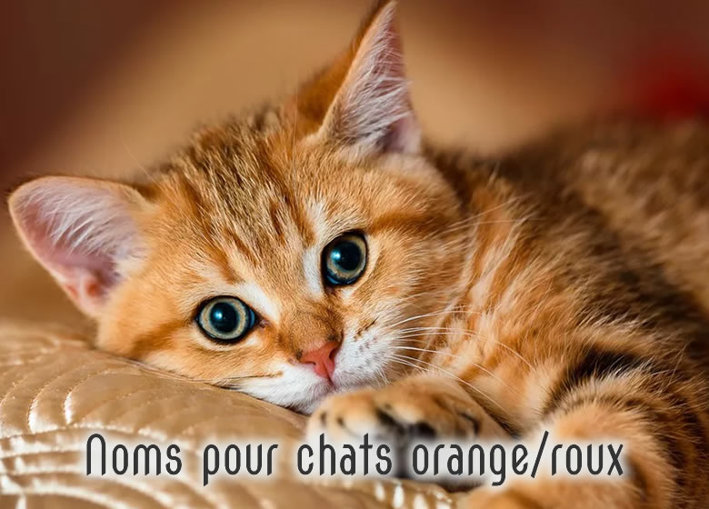 Liste de noms de chats orange ou roux