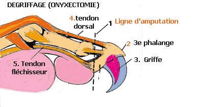 procédure de coupe pour le dégriffage