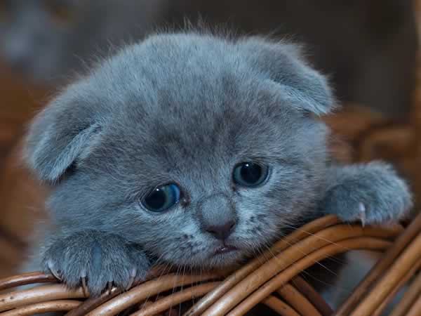 Petit chaton mignon scottish fold gris