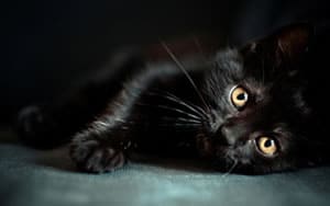 Fonds d'écran de chats et chatons noirs