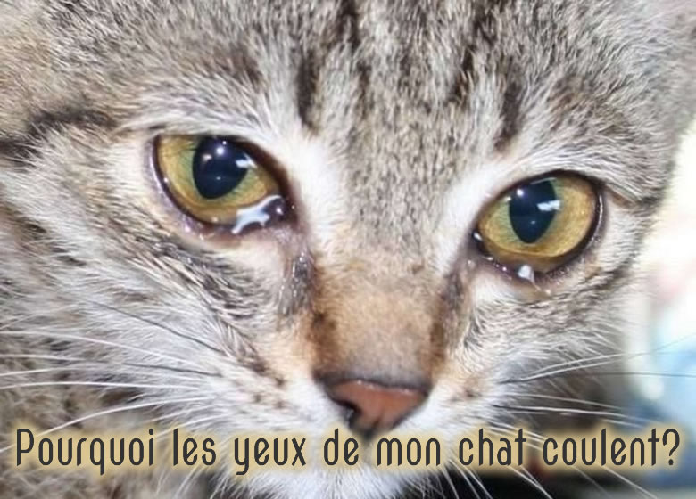 Chat qui pleure avec les larmes aux yeux