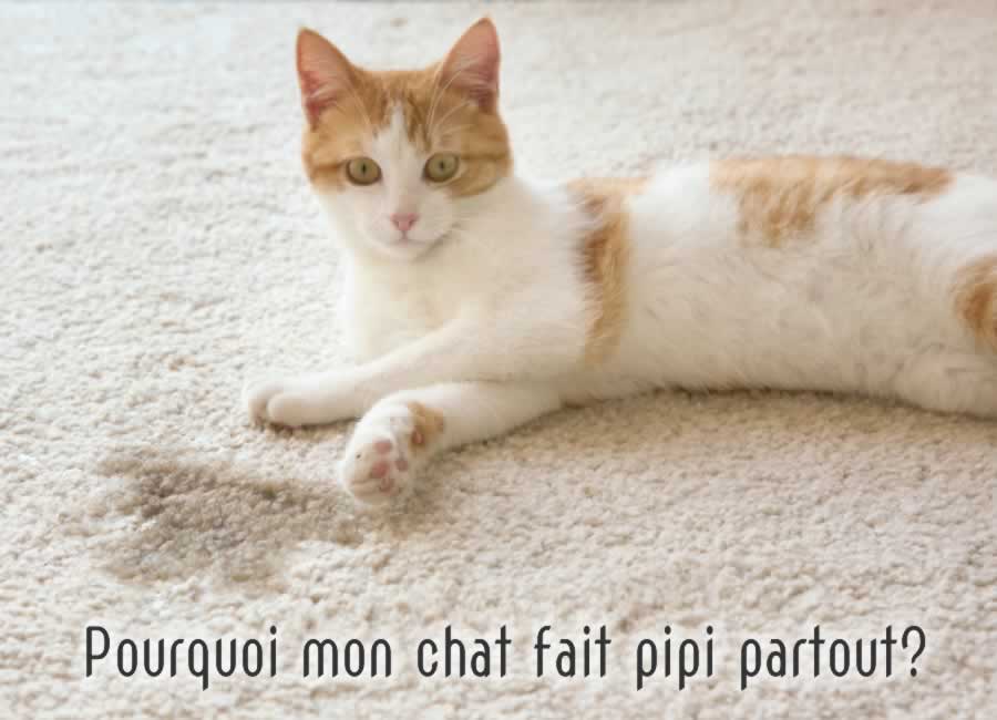 Pourquoi mon chat fait pipi partout dans la maison? Que faire?