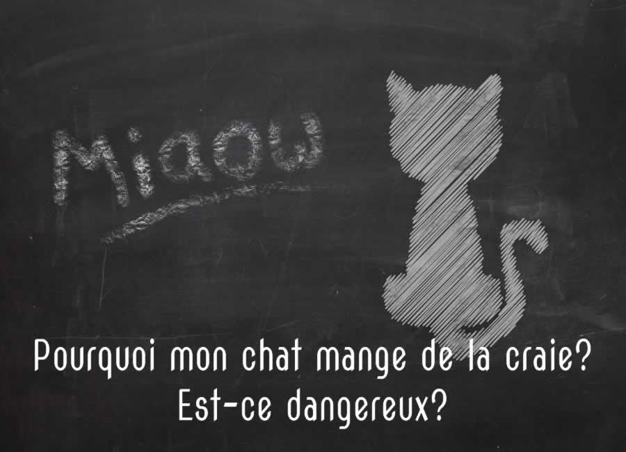 Pourquoi mon chat mange de la craie?