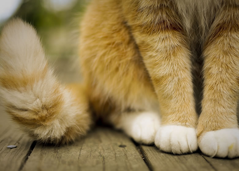 Pattes et queue d'un chat en gros plan