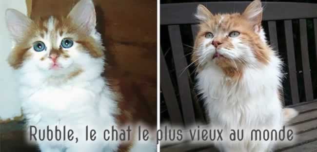 rubble le plus vieux chat au monde