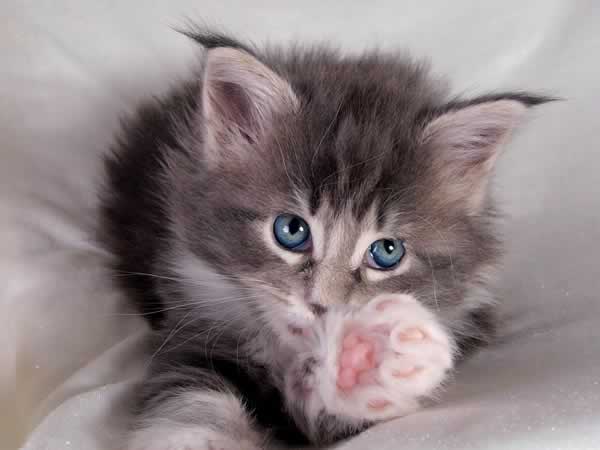 Magnifique chaton Maine Coon aux yeux bleus