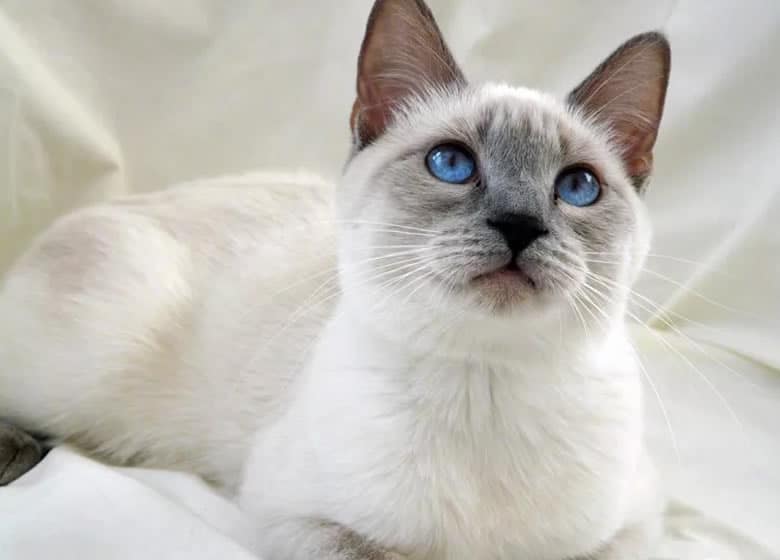 Superbe chat siamois blanc et gris