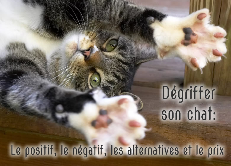 Tout savoir sur le dégriffage du chat