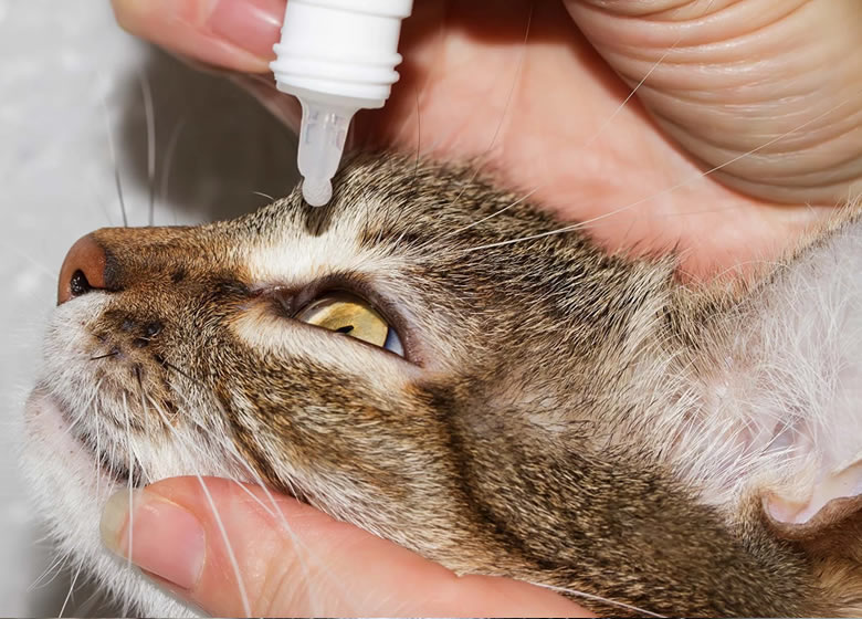 Chat traité par un vétérinaire pour un problème oculaire