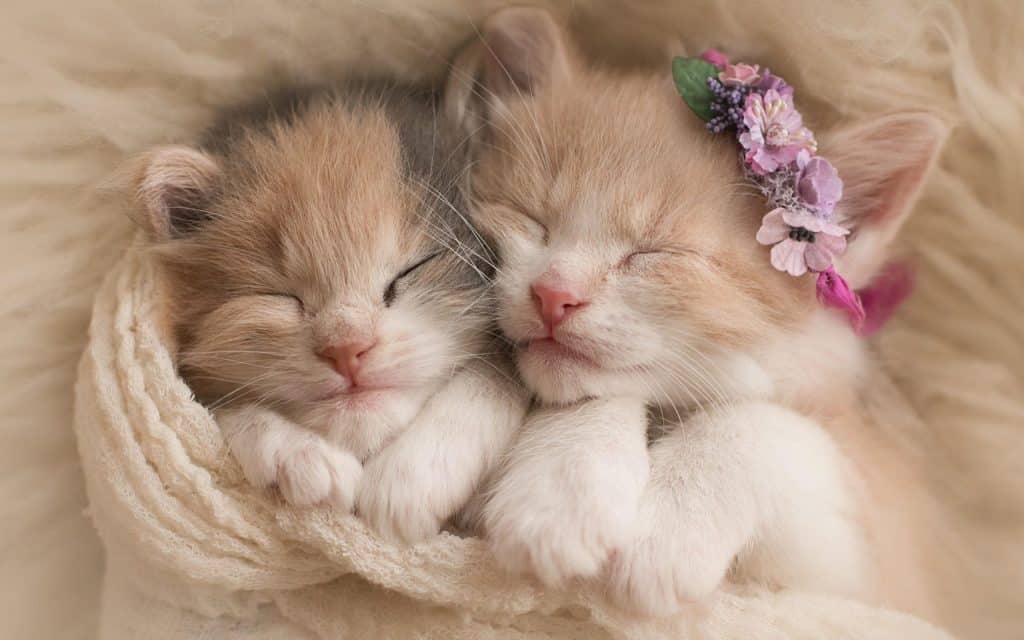 Wallpaper de deux adorables chatons collés et endormis