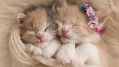 Wallpaper de deux adorables chatons collés et endormis