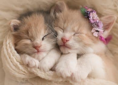 Wallpaper de deux adorables chatons collés et endormis