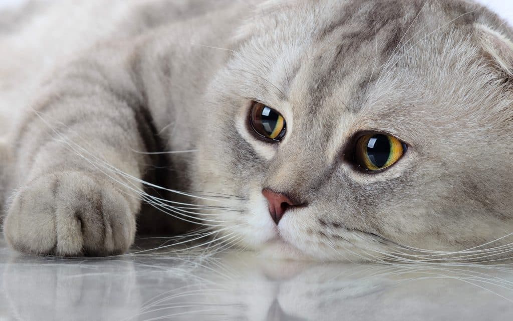 Wallpaper d'un beau chat Scottish Fold gris pâle sur le sol