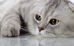 Wallpaper d'un beau chat scottish fold gris pale